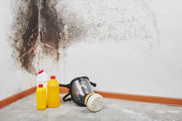 Best Fast Mold Removal  in Burney, CA