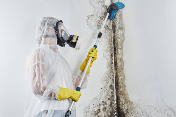 Best Attic Mold Removal  in Burney, CA