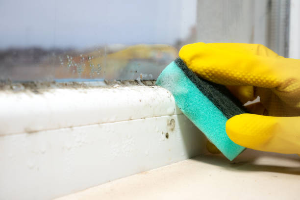 Best Mold Removal Near Me  in Burney, CA