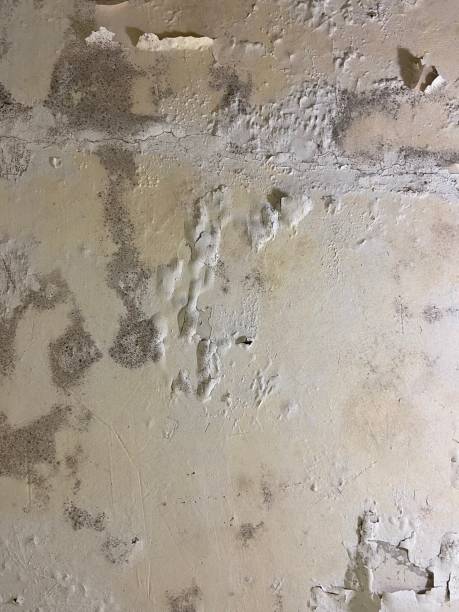 Best Affordable Mold Removal  in Burney, CA
