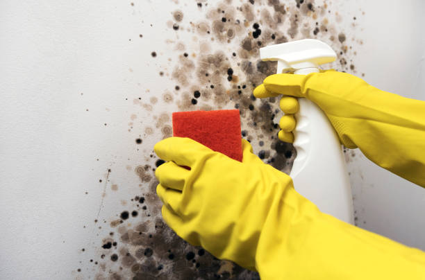  Burney, CA Mold Removal Pros