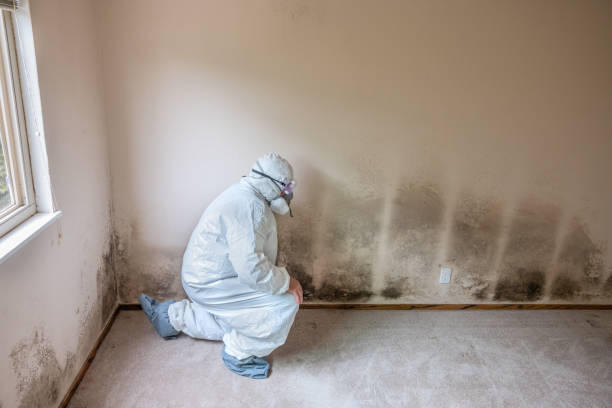 Best Mold Removal Company Near Me  in Burney, CA