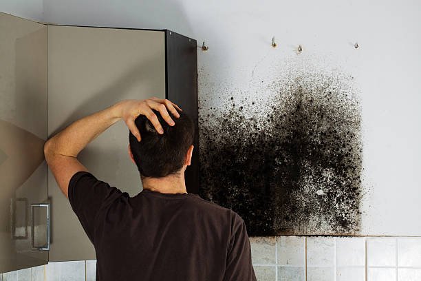 Best Mold Testing  in Burney, CA