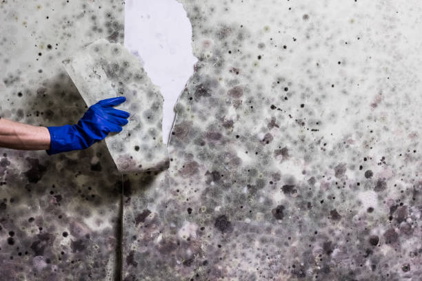 Best Mold Removal Near Me  in Burney, CA